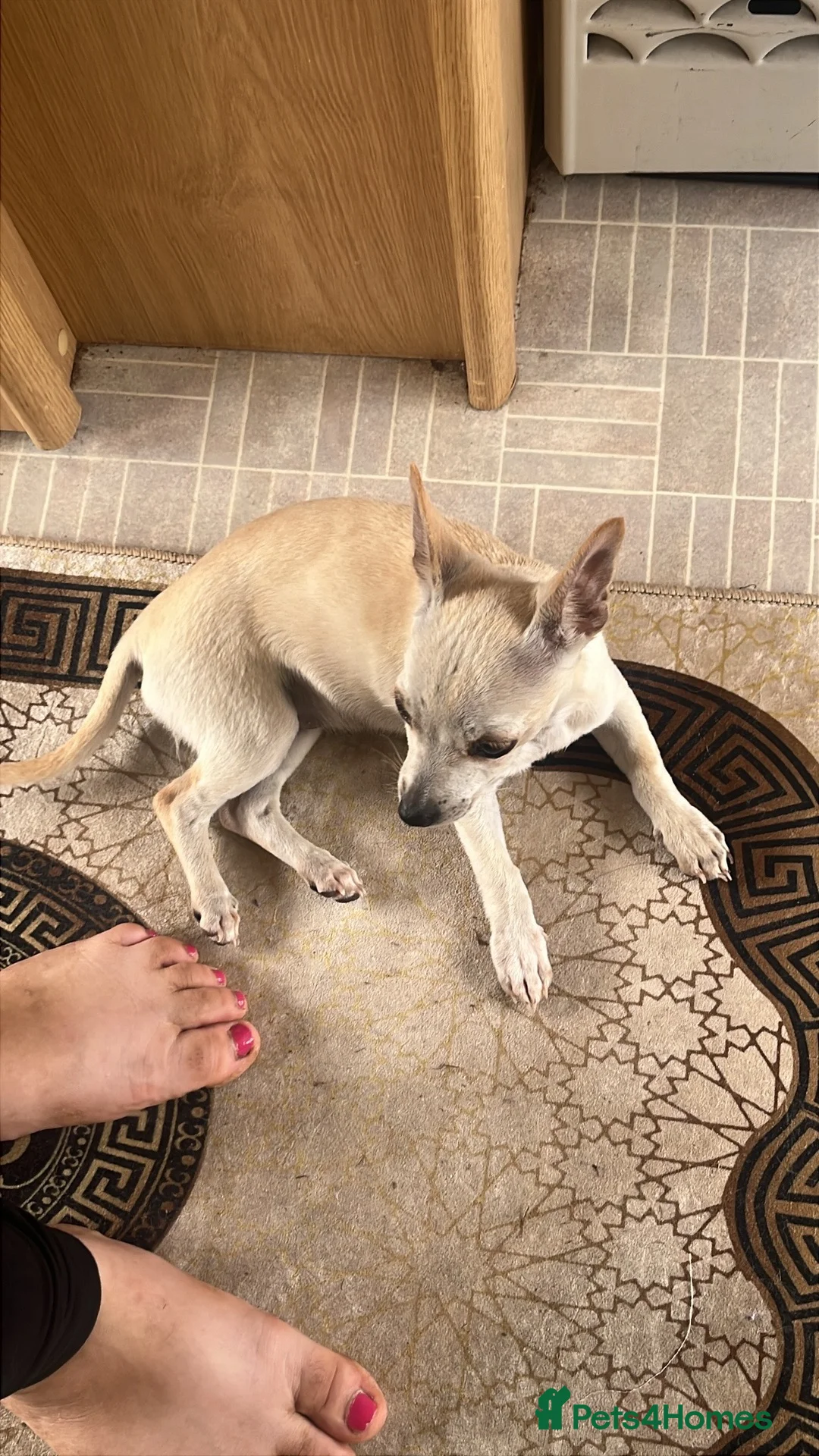 Mixed Breed dogs for sale: Two girls needs a new home  in Telford - Advert 2