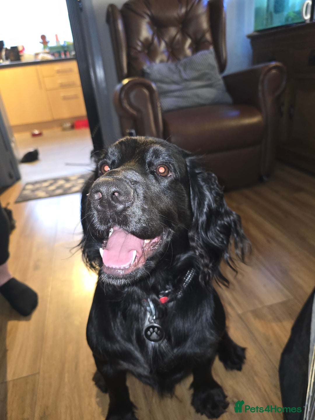 Cocker Spaniel dogs for sale: Working Cocker Spaniels - Image 16