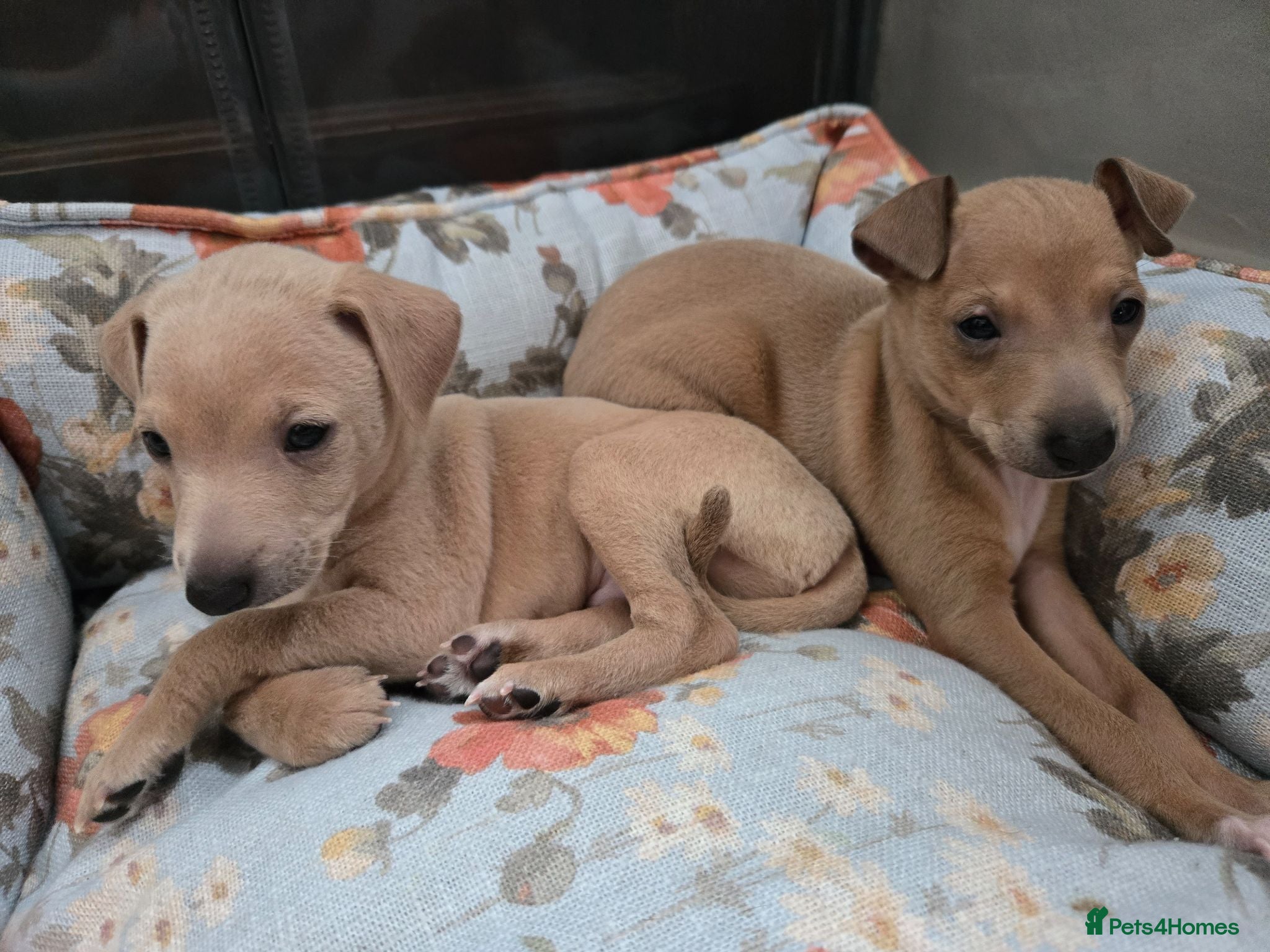 Italian Greyhound dogs 2 tiny KC registered Italian Greyhound boys - Advert 9