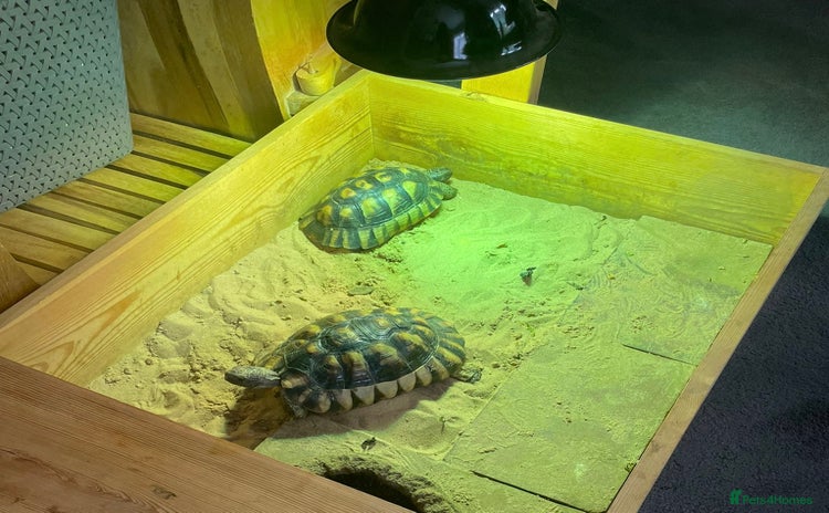 Tortoise reptiles - Advert 12