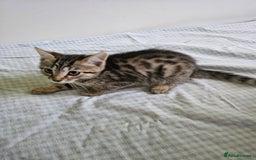Bengal cats for sale: Bengal kittens  - Image 6