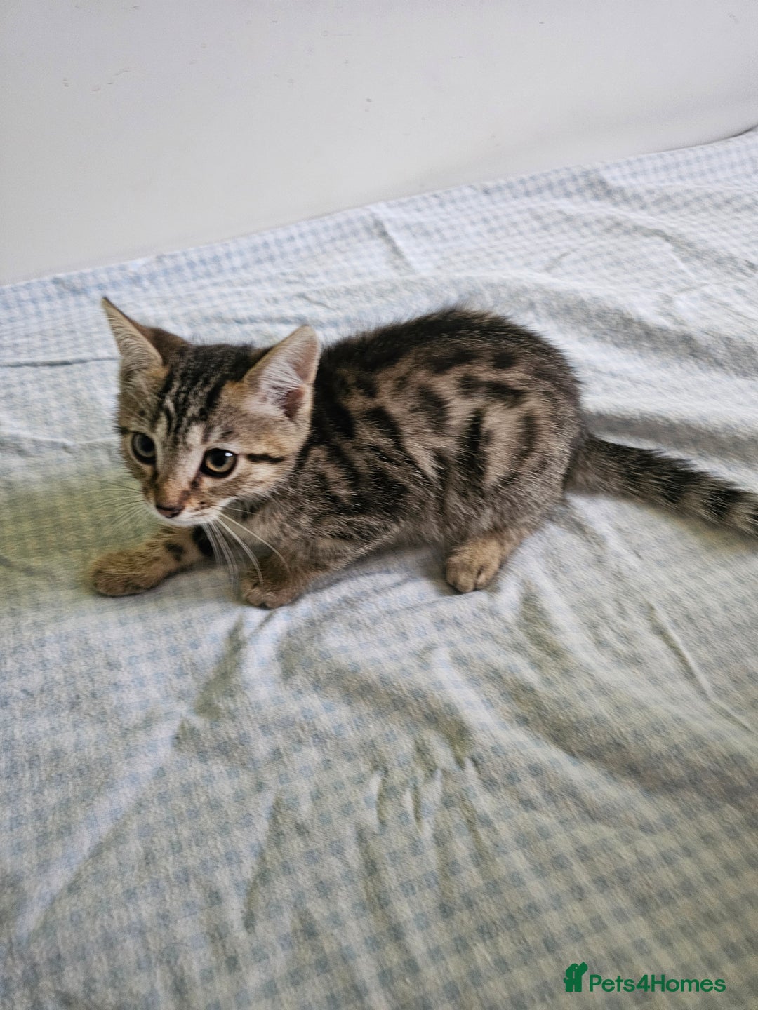 Bengal cats for sale: Bengal kittens  - Image 6
