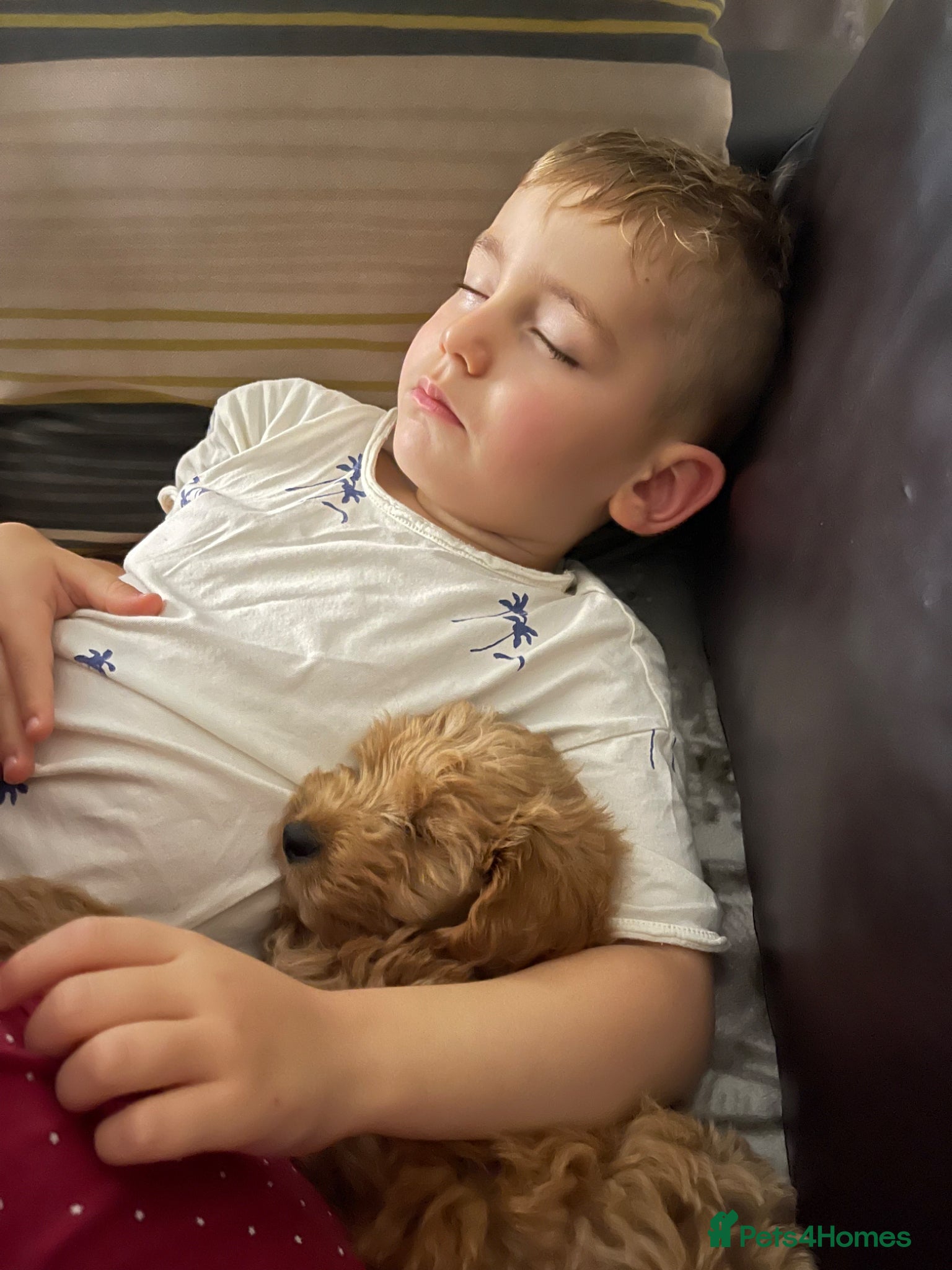 Cavapoo dogs for stud: Teddy – Available for Stud in Romford - Advert 11