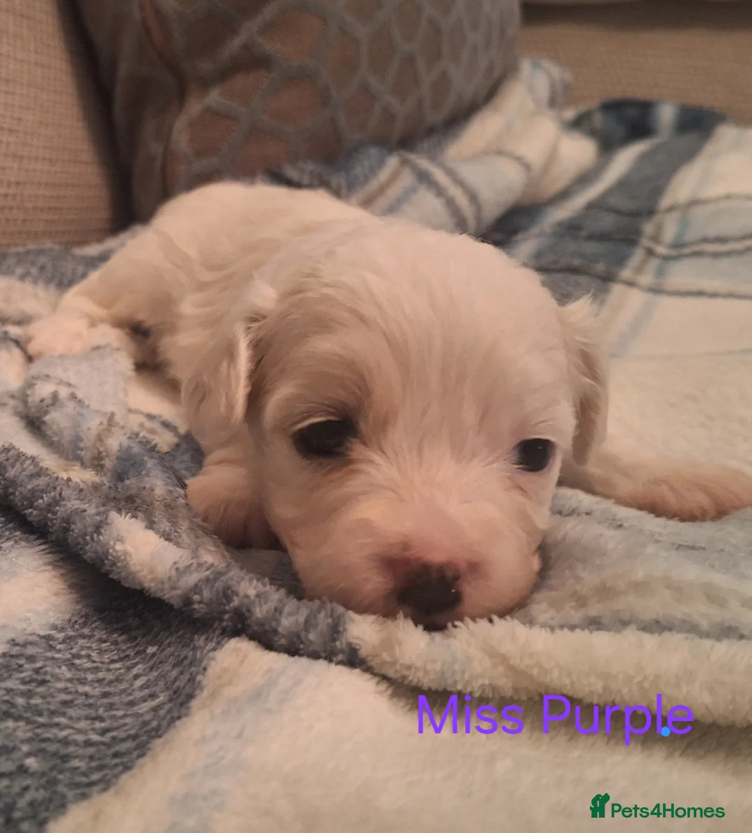 Cavachon dogs for sale: Beautiful Cavachon Puppies Needing Forever Homes - Advert 8