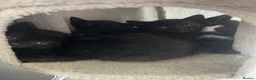 Mixed Breed cats for sale: X2 Black kittens ready to leave  in Mablethorpe - Advert 7