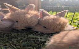 Mixed Breed rabbits for sale: Beautiful lion lop cross bunnies - Image 6