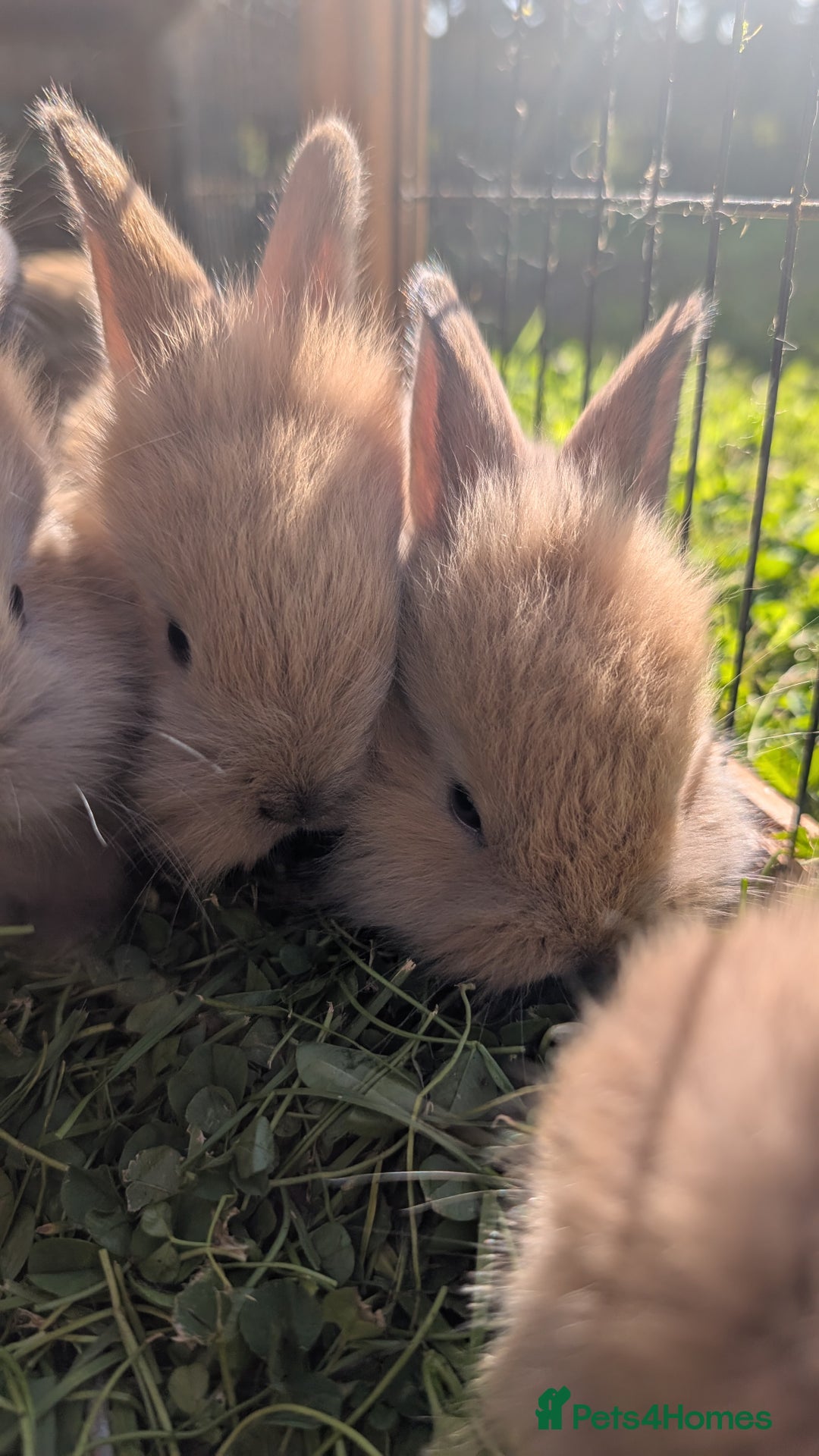 Mixed Breed rabbits for sale: Beautiful lion lop cross bunnies - Image 6