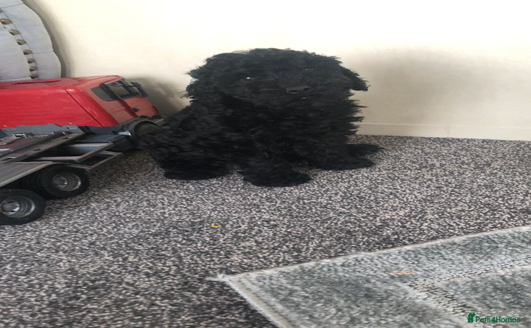 Poodle dogs - Advert 3