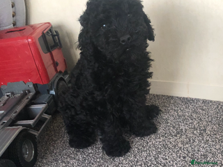 Poodle dogs - Advert 34