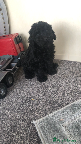 Poodle dogs - Advert 3