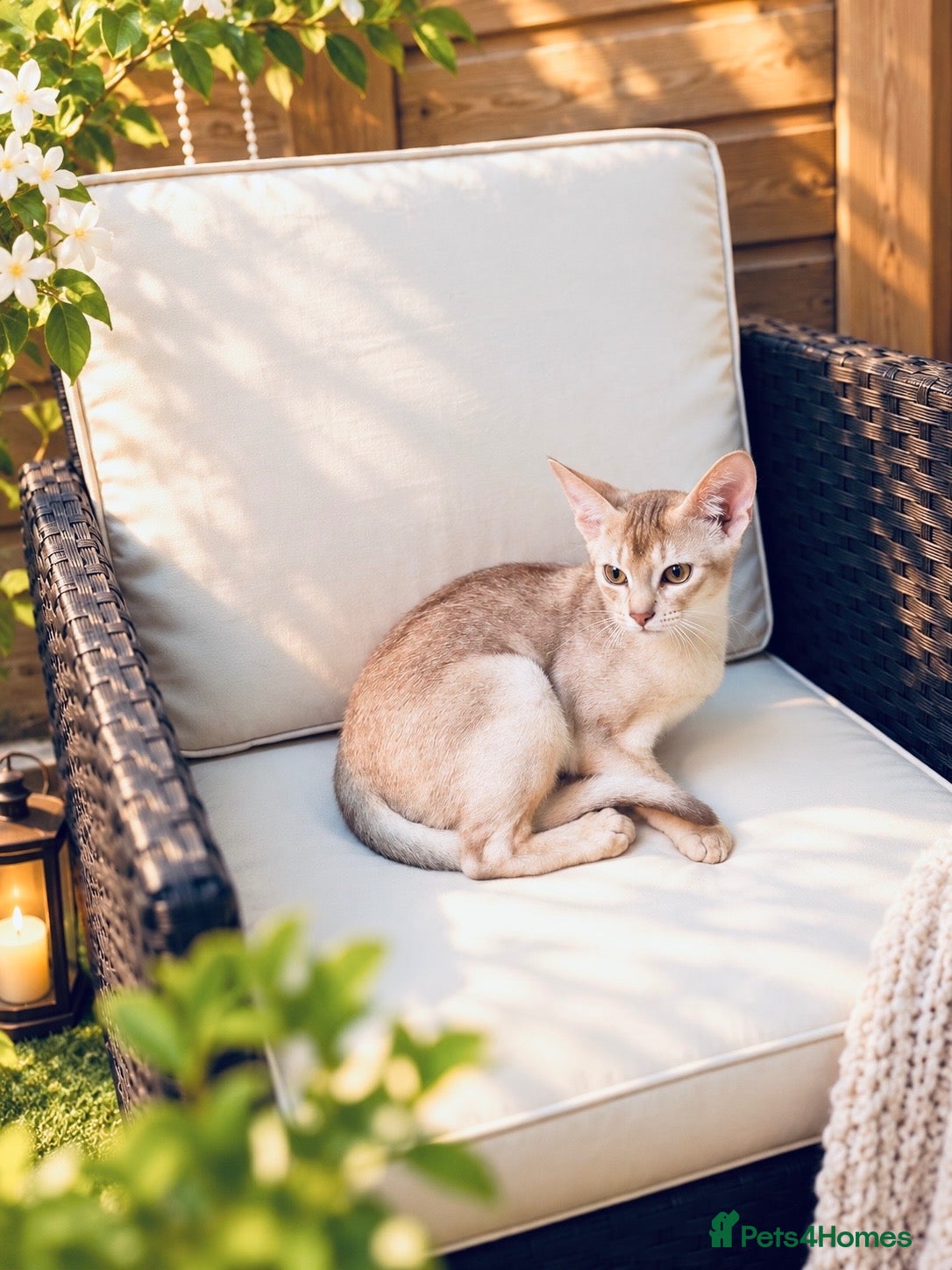 Abyssinian cats     Fu (福) 🏆✨ CHAMPION Ln BOY - Advert 3