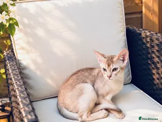 Abyssinian cats Fu (福) 🏆✨ CHAMPION Ln BOY - Advert 3