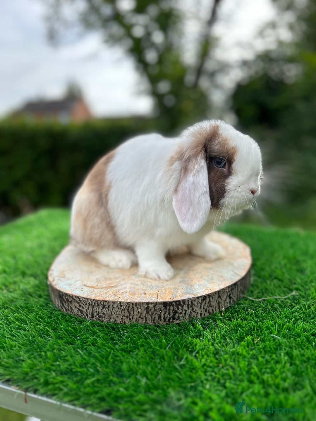 Mini Lop rabbits for sale: PUREBRED VACCINATED MINI LOP - Image 4