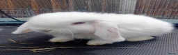 Mini Lop rabbits for sale: Mini Lop Bunnies Ready to leave 12/05 - Advert 29