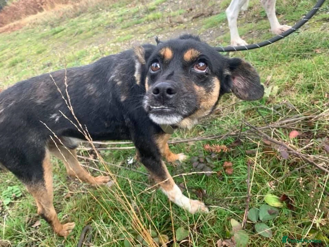 Mixed Breed dogs for adoption: Paddy - Norwich Norfolk  - Advert 16