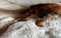 Miniature Dachshund dogs for sale: Miniature dachshunds - Image 8