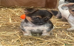 Jack Russell dogs for sale: Jack Russell puppies - Image 17