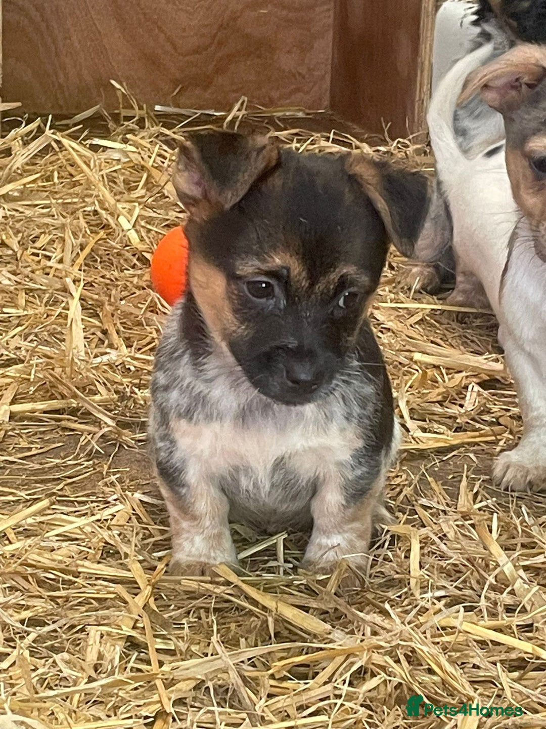 Jack Russell dogs for sale: Jack Russell puppies - Image 17