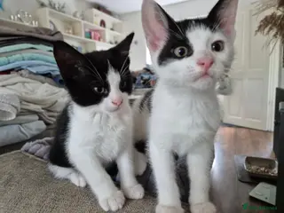 British Shorthair cats Adorable kittens from a loving home - Advert 8