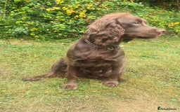 Cockapoo dogs for sale: KC CH LINE LIVER COCKER SPANIEL BITCHES - Advert 2