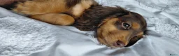 Miniature Dachshund dogs for sale: ✨️Beautiful Longhaired Minis✨️Lovely Temperments✨️ - Advert 27
