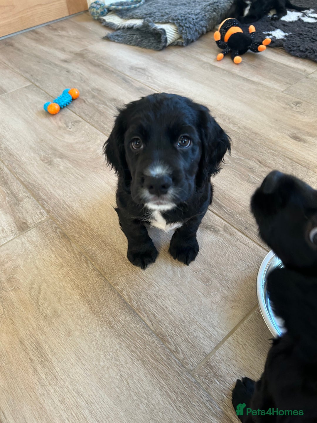 Cocker Spaniel dogs for sale: working cocker spaniel puppies - Advert 2