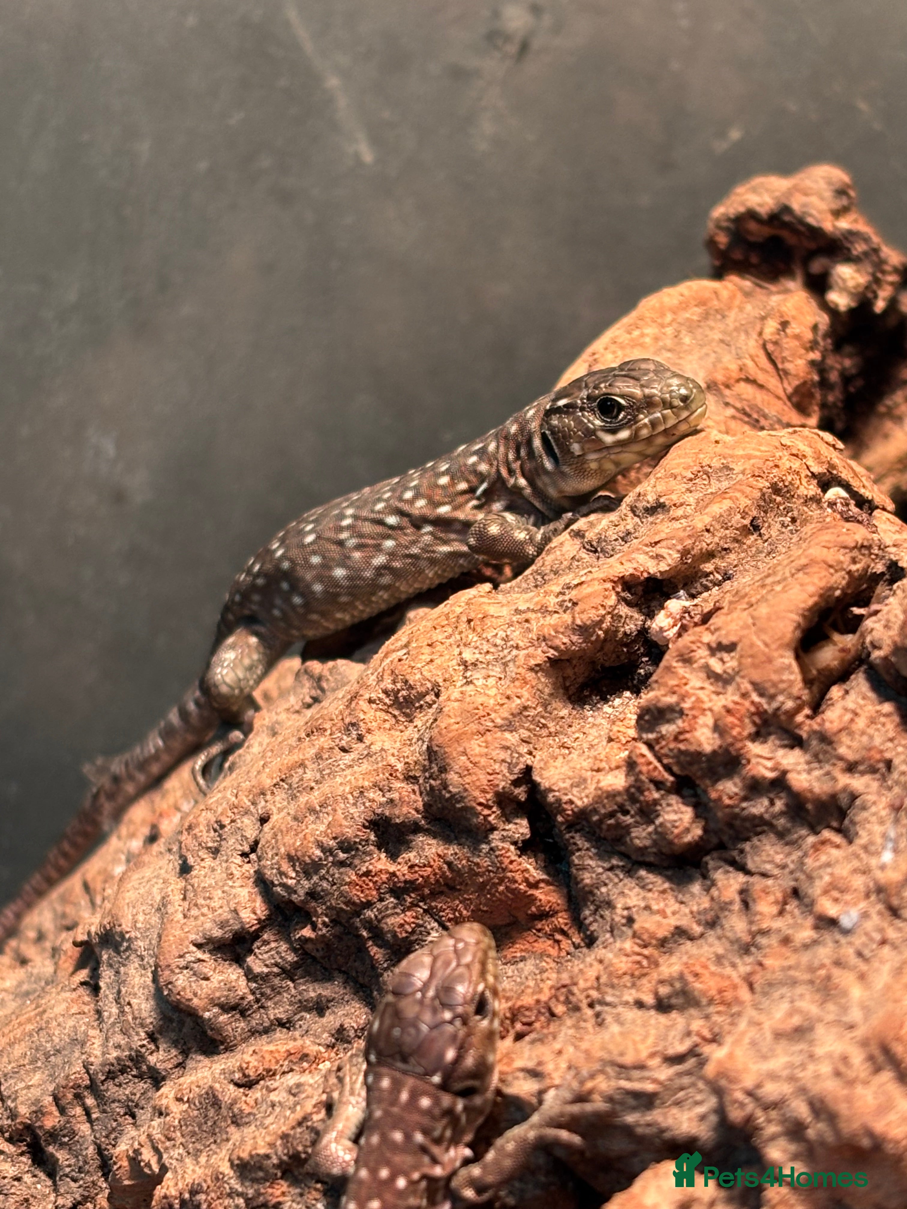 Lizard reptiles Baby jewelled lacerta  european eyed lizards - Advert 2