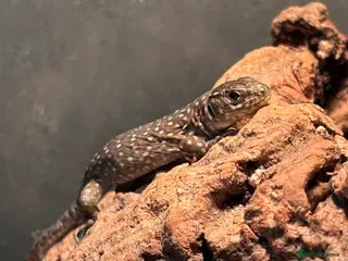 Lizard reptiles Baby jewelled lacerta european eyed lizards - Advert 14