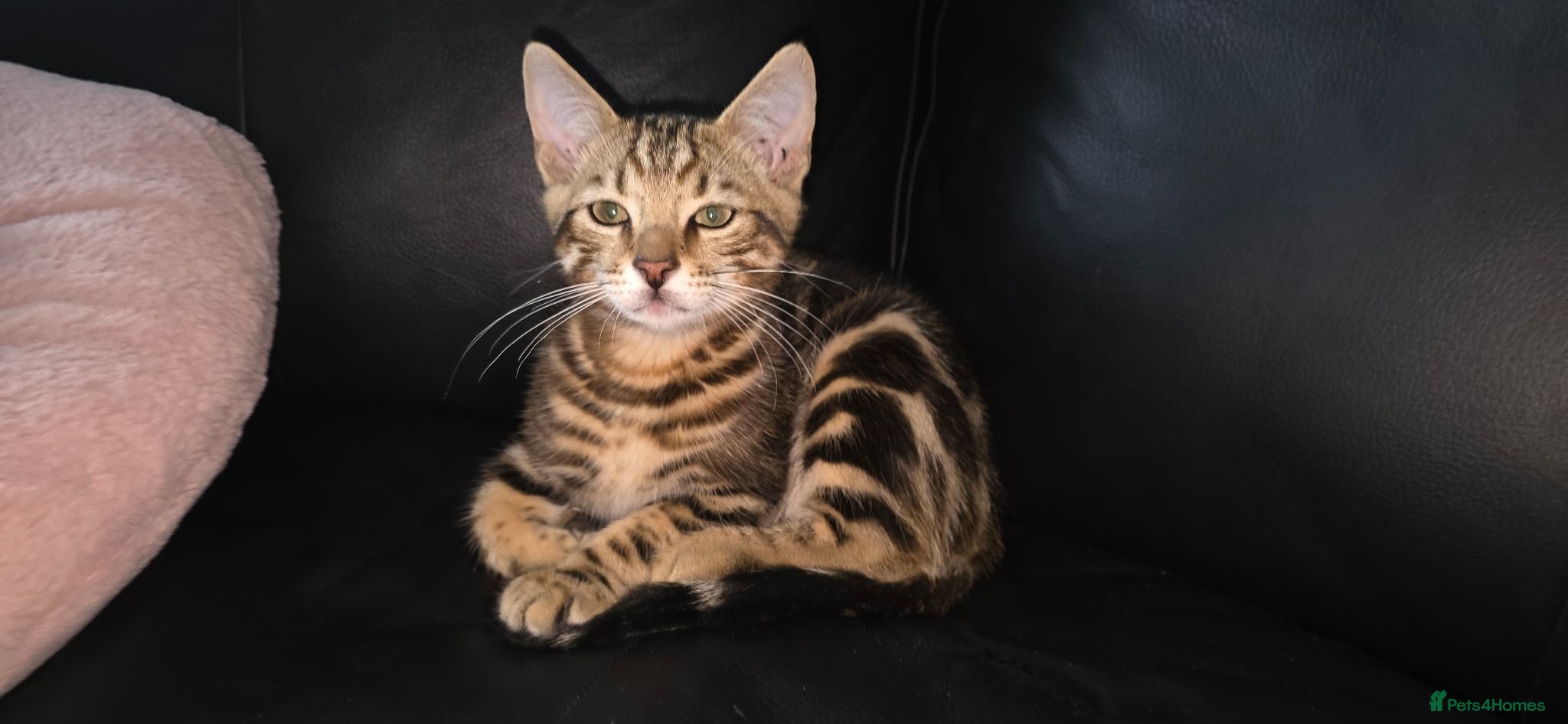 Bengal cats Bengal Marble kitten male - Advert 4