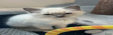 Ragdoll Kitten 1