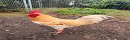 Chickens poultry for sale: Buff Orpington Cockerel Friendly, Good Home Wanted in Preston - Advert 2