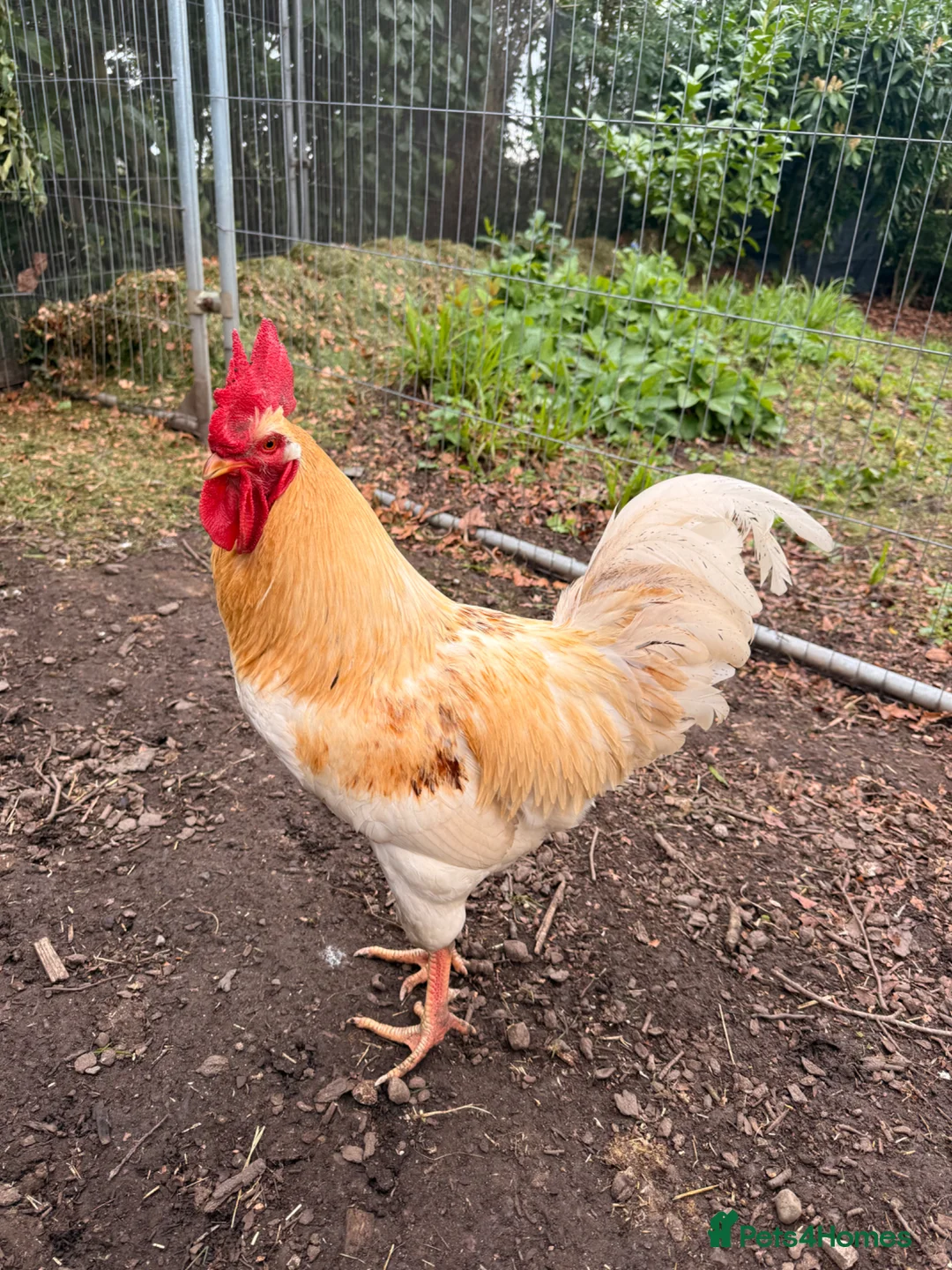 Chickens poultry for sale: Buff Orpington Cockerel Friendly, Good Home Wanted in Preston - Advert 2