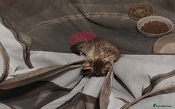 Mixed Breed cats for sale: Beautiful ragdoll bengal kittens  - Image 10