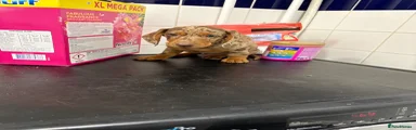 Dachshund 2