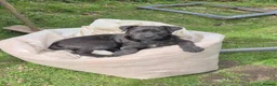 Patterdale Terrier dogs for sale: 11 month old male patterdale  - Advert 2