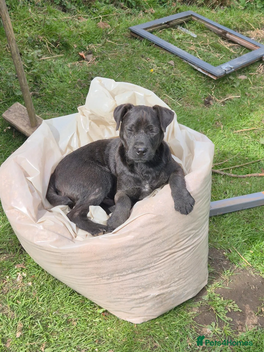 Patterdale Terrier dogs for sale: 11 month old male patterdale  - Advert 2