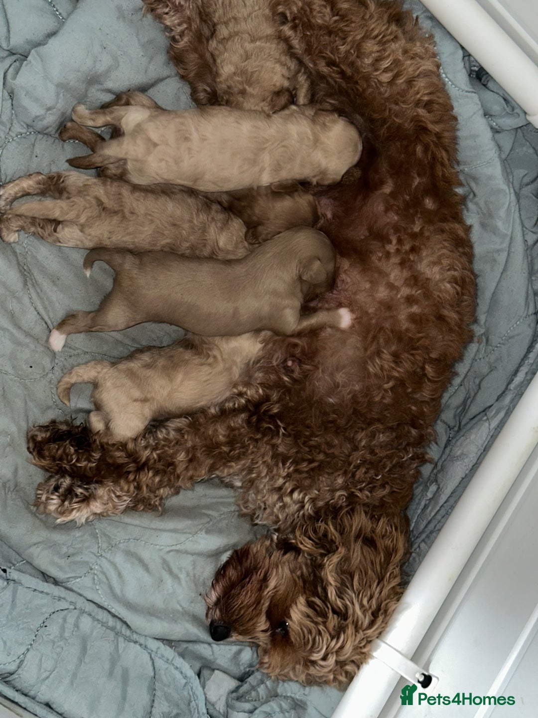 Cavapoo dogs for sale: Amazing quality litter of F1B Cavapoos  - Advert 5