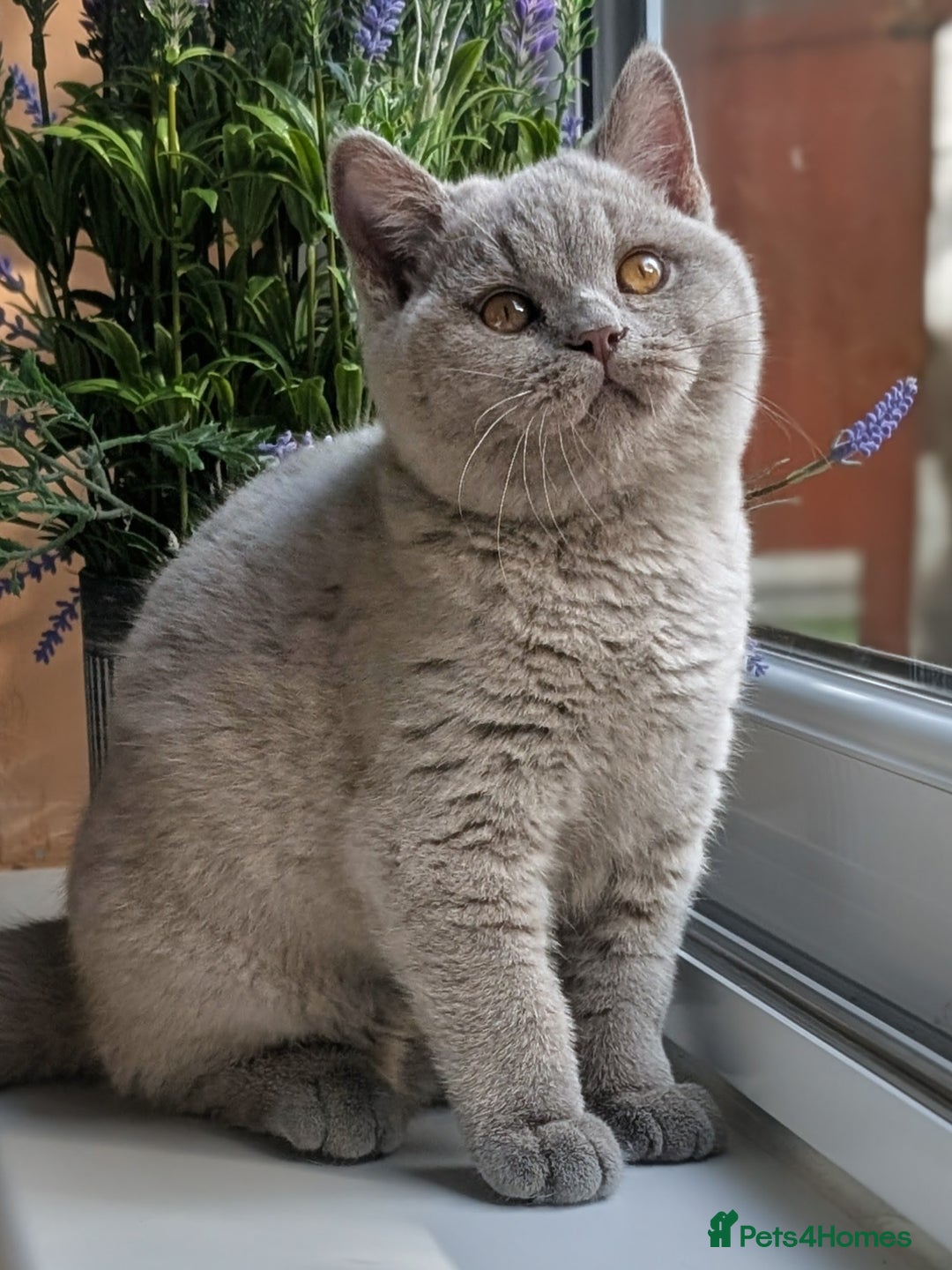 British Shorthair cats for sale: Gccf reg .Lilac British Shorthair  - Image 5