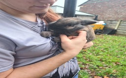 Mini Lop rabbits for sale: Male mini lop X lion head - Advert 3