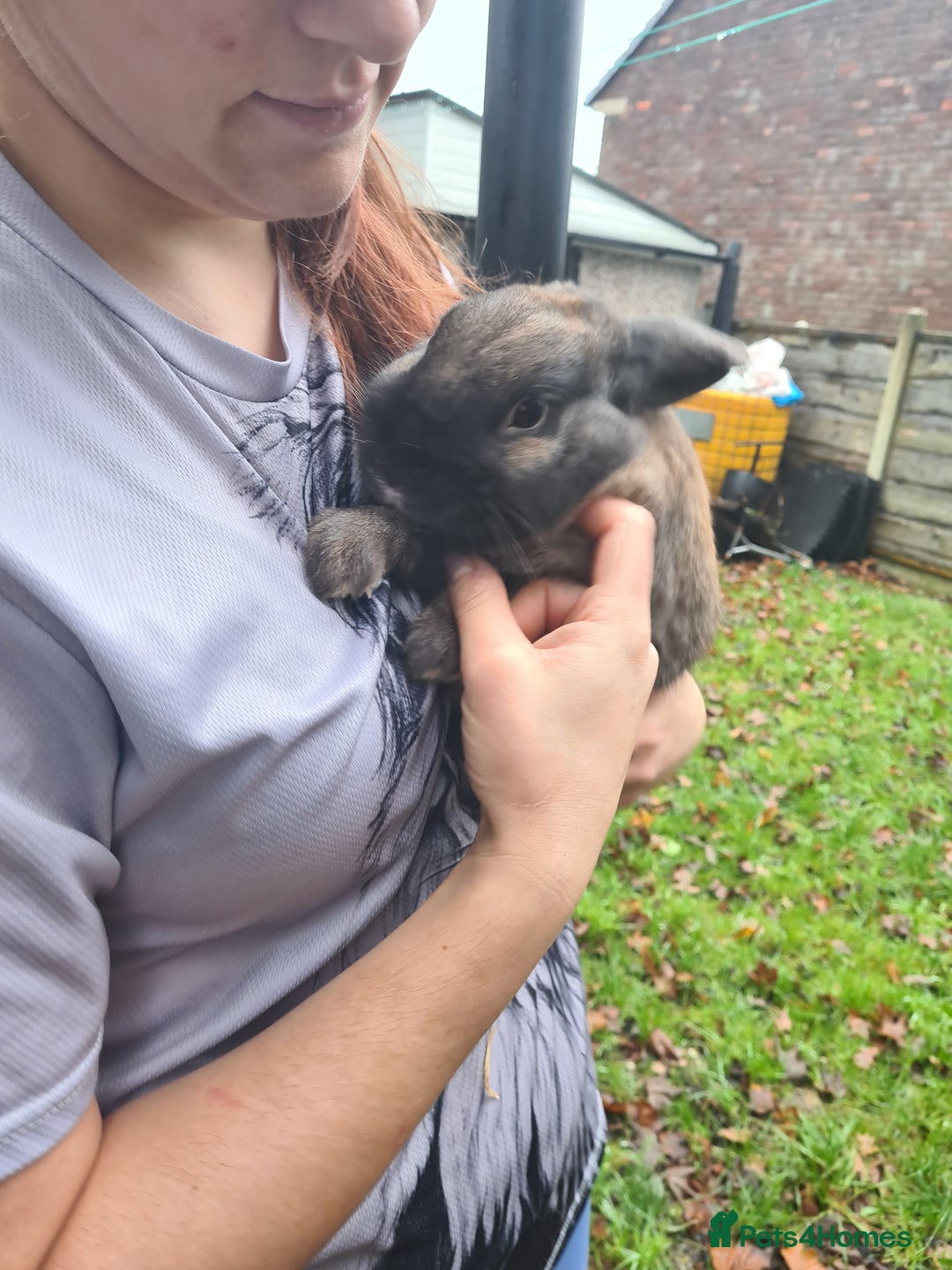 Mini Lop rabbits for sale: Male mini lop X lion head - Advert 3