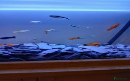 Other/Mixed Breed fish for sale: Fish for sale - Image 2