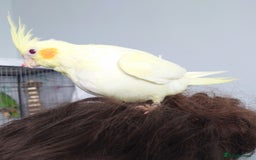 Cockatiels birds for sale: Hand reared silly tame DNA sexed baby cockatiels  - Image 29