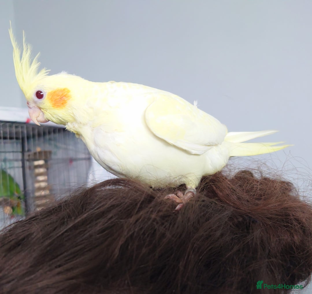 Cockatiels birds for sale: Hand reared silly tame DNA sexed baby cockatiels  - Image 29