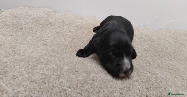Cocker Spaniel dogs - Advert 5