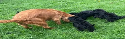 Cockapoo dogs for sale: F1 Black Cockapoo puppies - Advert 11