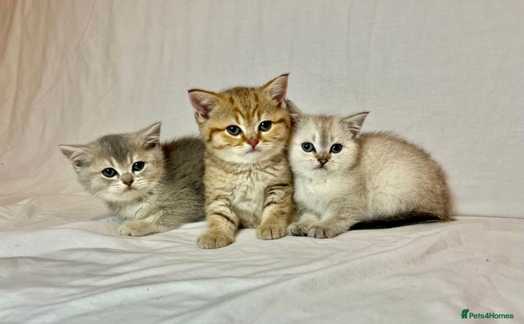 British Shorthair cats - Advert 5