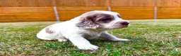 Cockapoo dogs for sale: Beautiful Cockapoo Babies 🐾🐾🐾 - Advert 20
