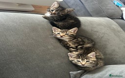 Mixed Breed cats for sale: Classic tabby boy ready for he’s forever home  - Image 4