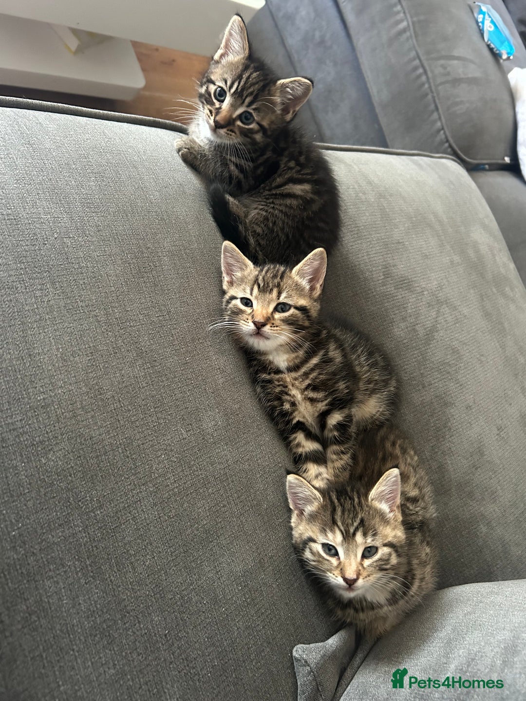 Mixed Breed cats for sale: Classic tabby boy ready for he’s forever home  - Image 4