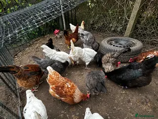 Chickens poultry Coloured egg laying grower chickens for sale - Advert 9